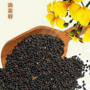 农家自种土油菜籽低水份高出油率湖北菜籽大量供应零售