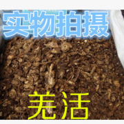 中药材批发 精选优质羌活 蚕羌 川羌活 竹节羌 大头羌 可打羌活粉