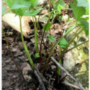 东北野生山野菜大叶芹