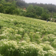 供应洋甘菊鲜花天然蓝甘菊